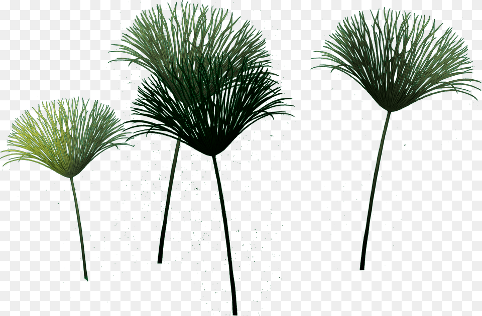 Sabal Minor, Grass, Plant, Vegetation, Tree Png