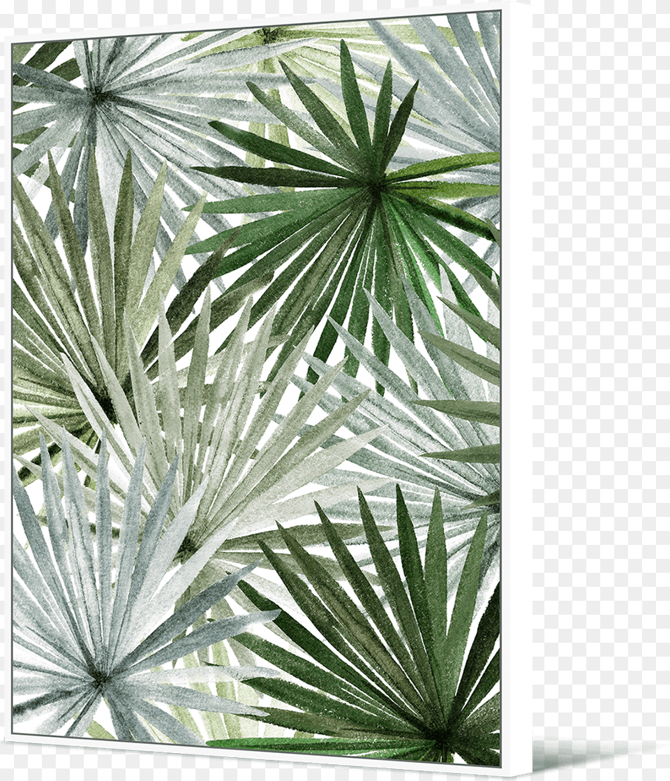 Sabal Minor Download Sabal Minor, Plant, Agavaceae, Leaf Png Image