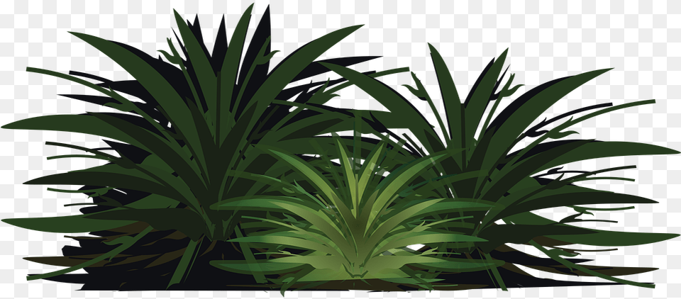 Sabal Palmetto, Plant, Vegetation, Green, Agavaceae Png Image