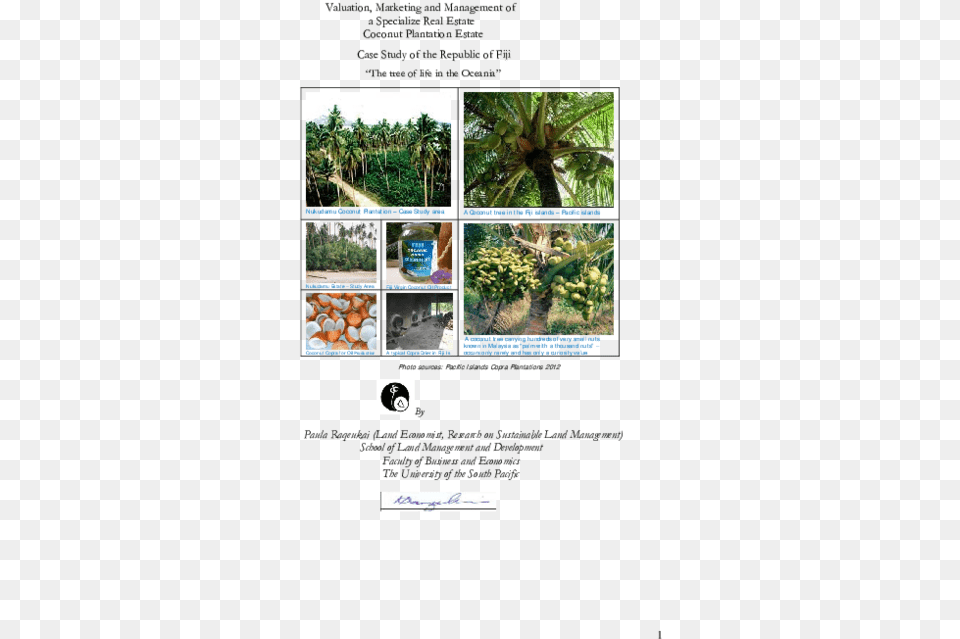 Sabal Palmetto, Plant, Vegetation, Tree, Land Png Image