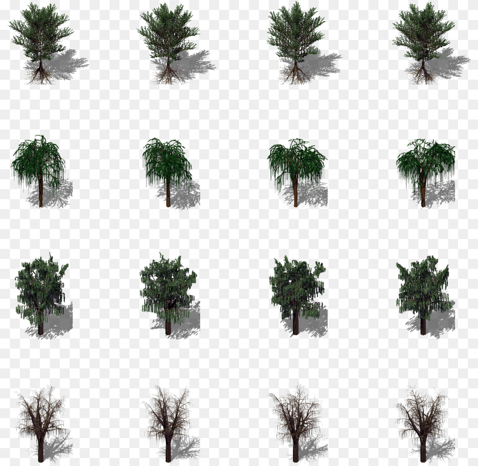 Sabal Palmetto, Plant, Vegetation, Tree, Conifer Free Transparent Png