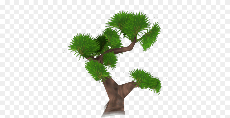 Sabal Palmetto, Conifer, Green, Plant, Potted Plant Png Image