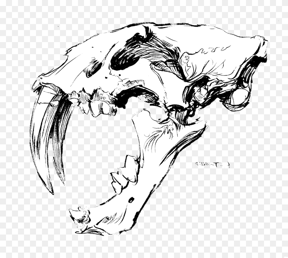 Saber Tooth Skull No Back Ps Illustration, Art, Drawing, Electronics, Hardware Png Image