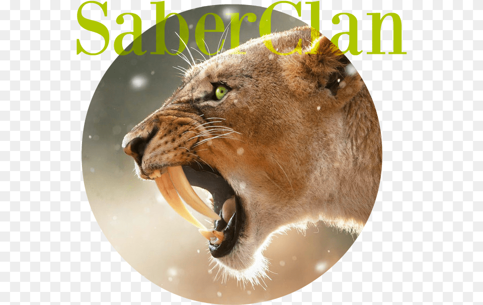 Saber Tooth Tiger By Yaoi0yuri0rules D7zv70r South Africa Travel Ad, Animal, Lion, Mammal, Wildlife Free Png Download