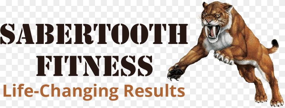 Sabertooth Fitness Saber Tooth Tiger, Animal, Mammal, Wildlife Png Image