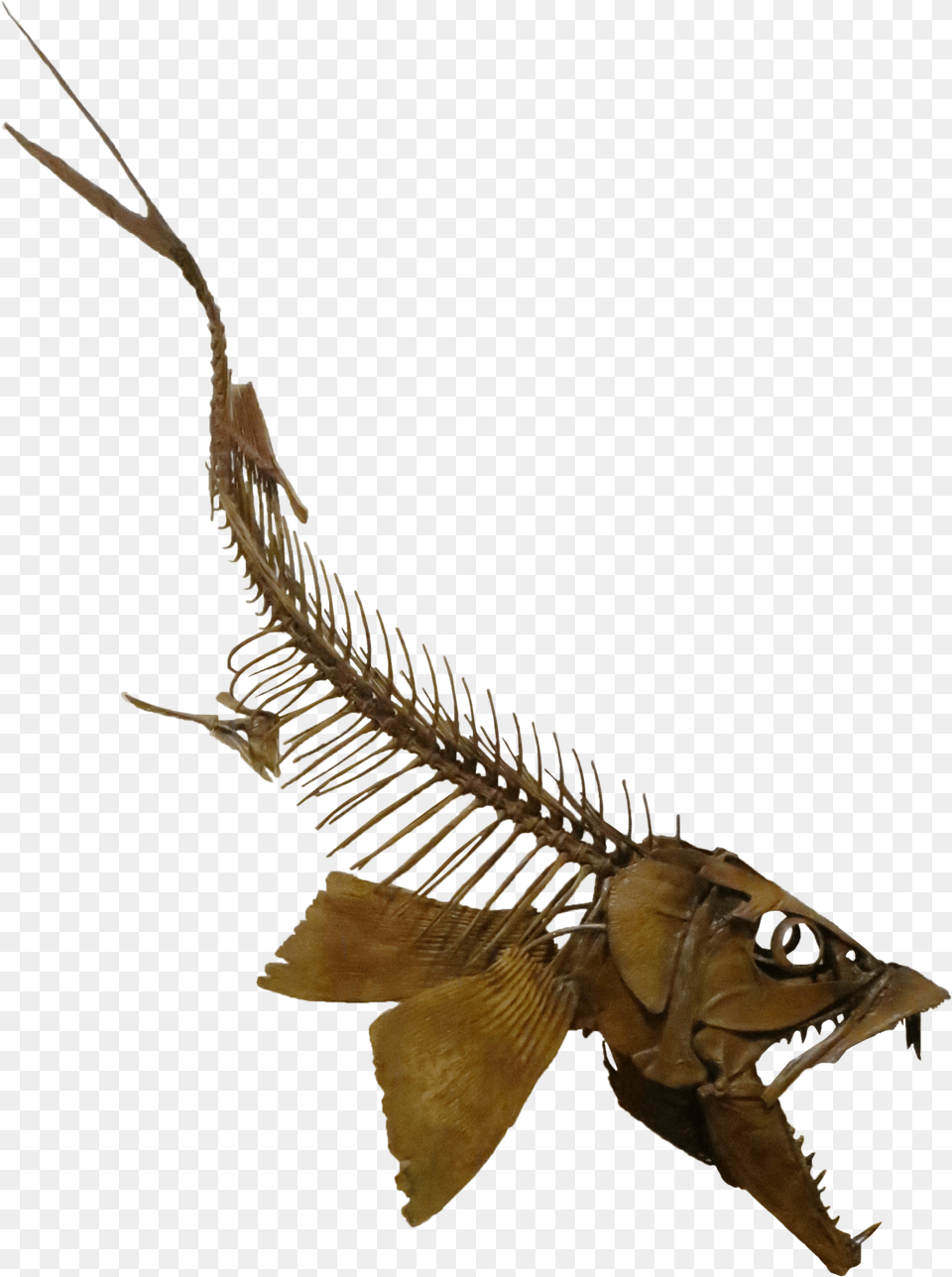 Sabertooth Herring, Animal, Dinosaur, Reptile, Fish Free Png