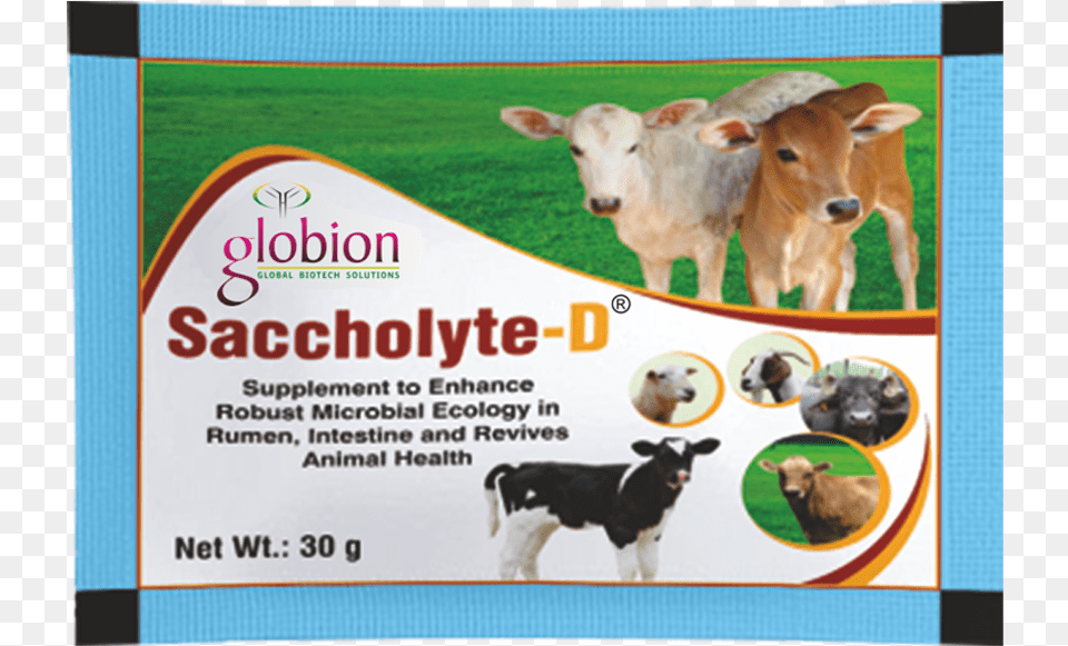 Saccholyte D Fi, Cow, Animal, Mammal, Livestock Png Image