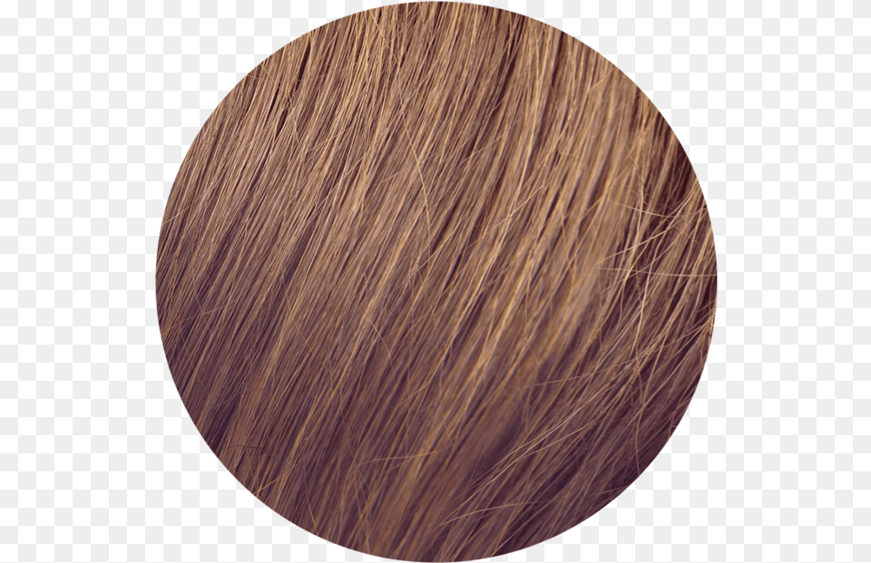 Sach Hair Extensions Color Chart Lace Wig, Oval, Texture, Photography, Astronomy Free Png