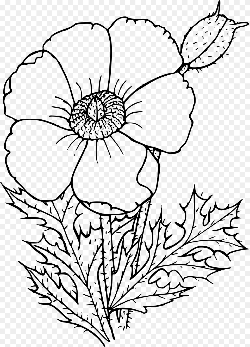 Sacramento Mountains Prickly Poppy Clip Arts Poppy Drawing, Gray Free Png
