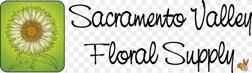 Sacramento Valley Floral Supply Calligraphy, Flower, Plant, Sunflower, Daisy Png Image