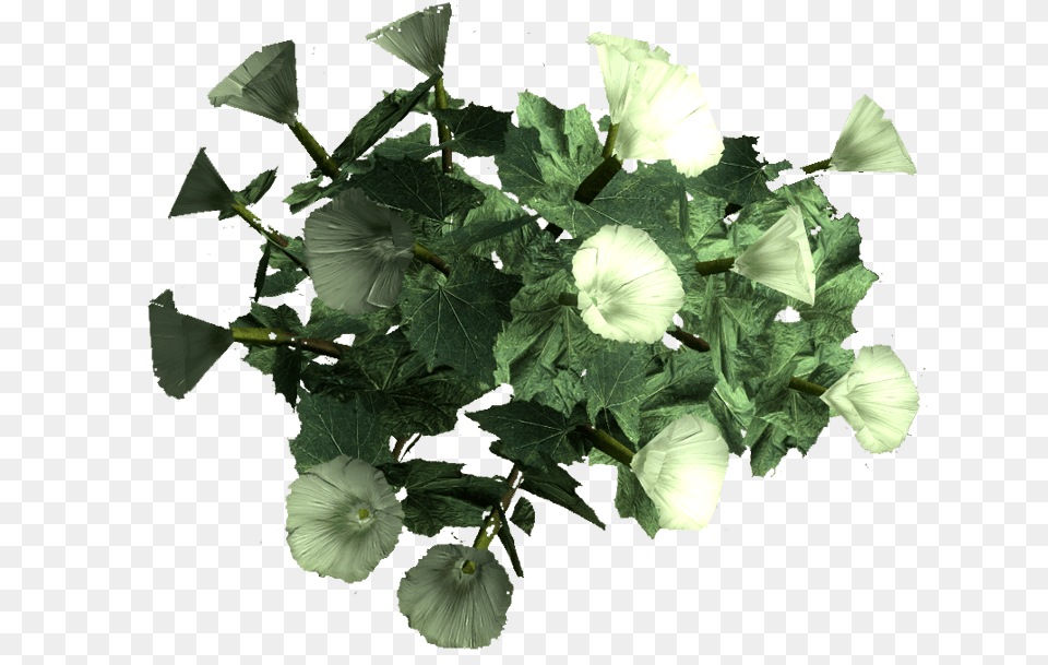 Sacred Datura Root Datura, Flower, Geranium, Leaf, Plant Free Transparent Png