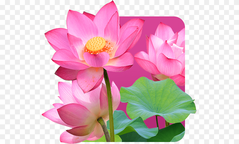 Sacred Lotus, Flower, Plant, Petal, Lily Free Transparent Png