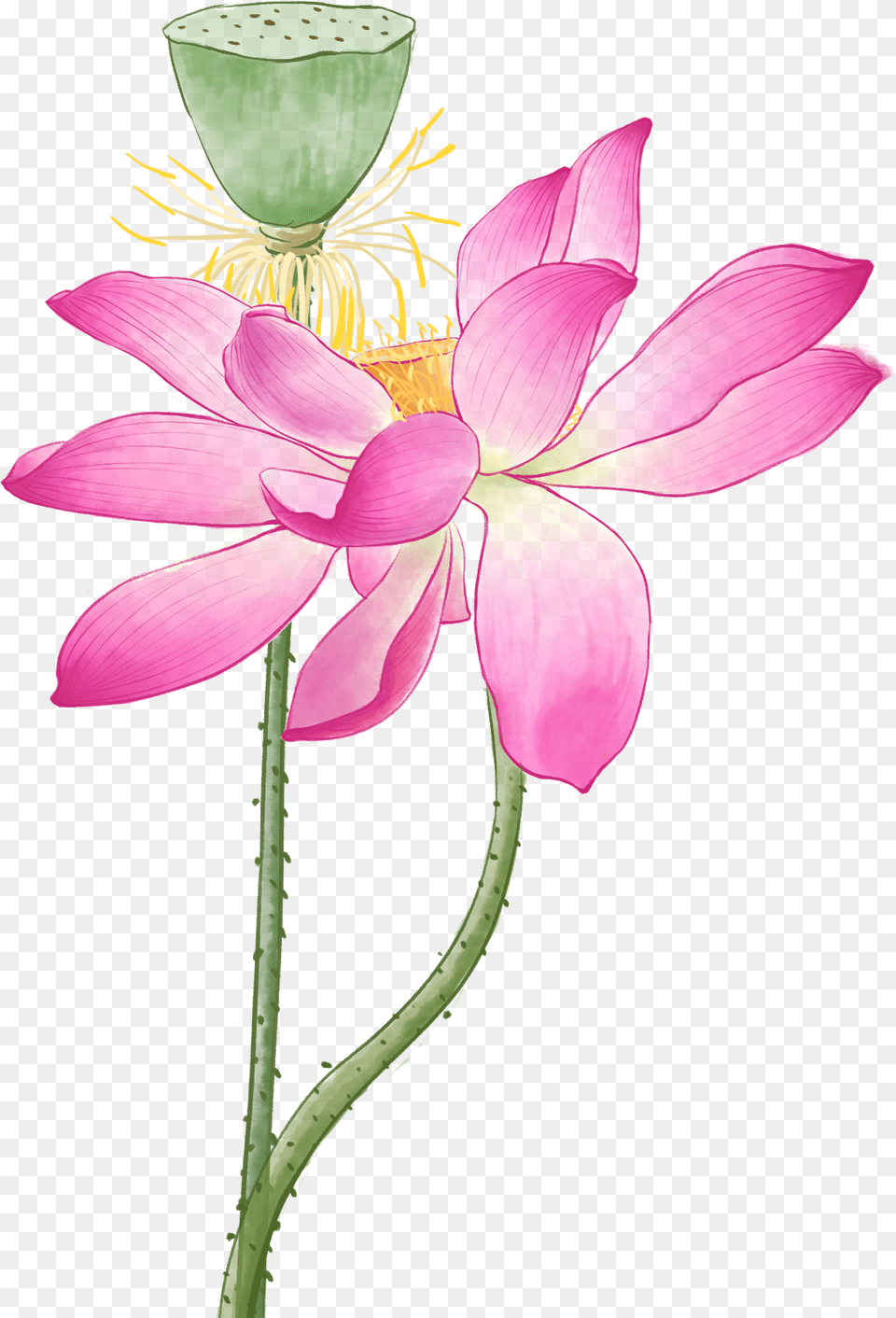 Sacred Lotus, Anther, Flower, Petal, Plant Free Png Download