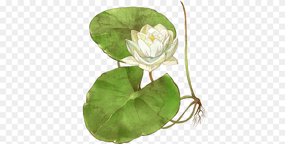 Sacred Lotus, Flower, Leaf, Plant, Lily Free Png Download