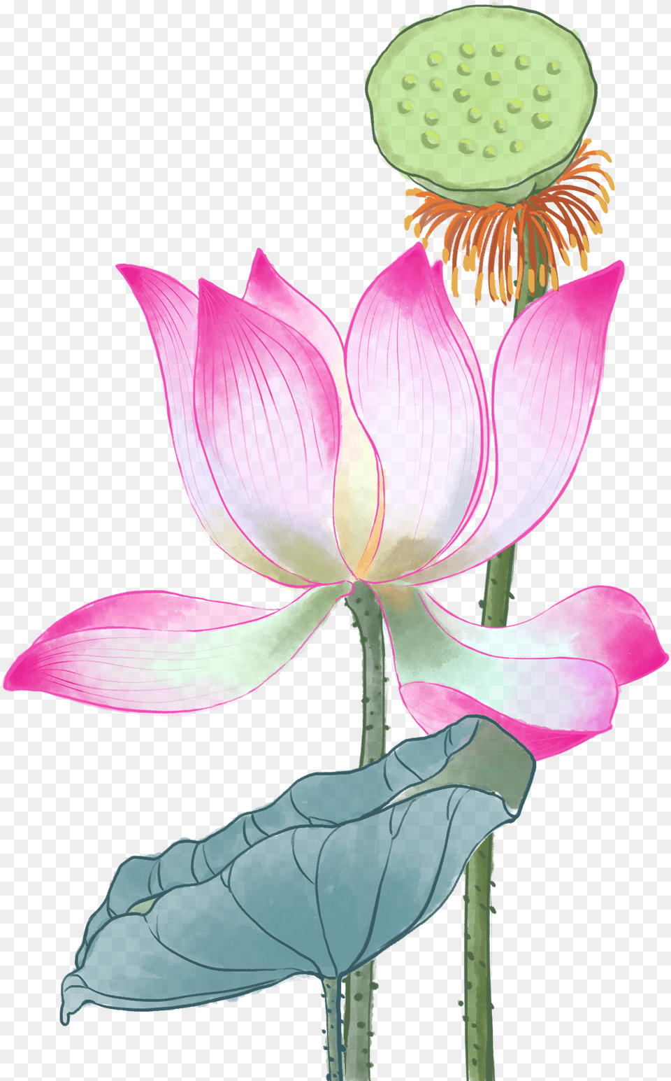 Sacred Lotus, Anther, Flower, Petal, Plant Free Transparent Png