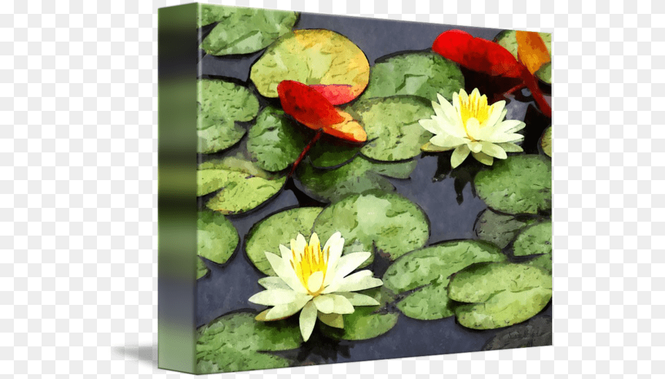 Sacred Lotus, Flower, Lily, Plant, Pond Lily Free Png Download