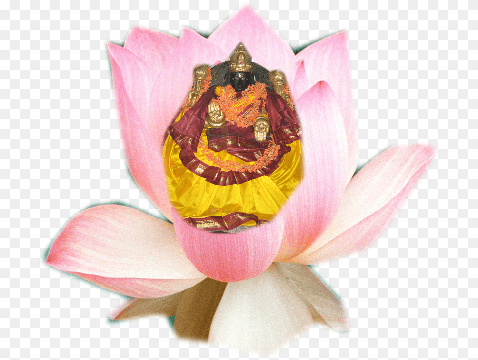 Sacred Lotus, Plant, Flower, Adult, Wedding Free Png Download