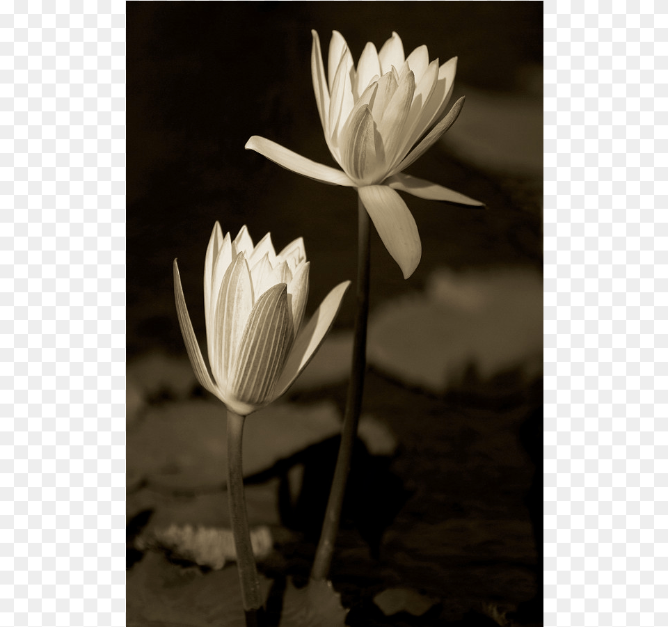 Sacred Lotus, Flower, Lily, Plant, Pond Lily Png