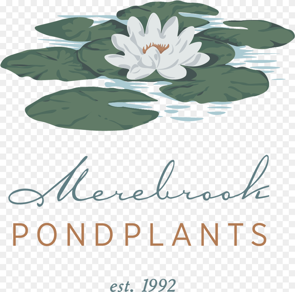Sacred Lotus, Plant, Flower, Lily, Pond Png