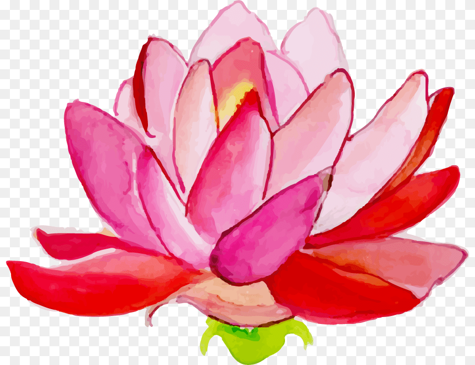 Sacred Lotus, Dahlia, Flower, Petal, Plant Free Png Download