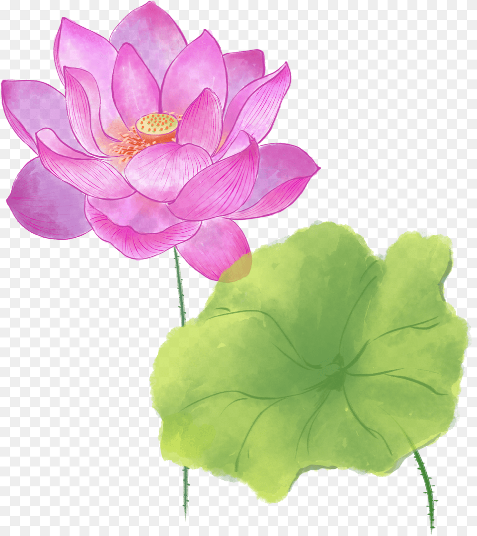 Sacred Lotus, Anemone, Anther, Flower, Petal Png Image