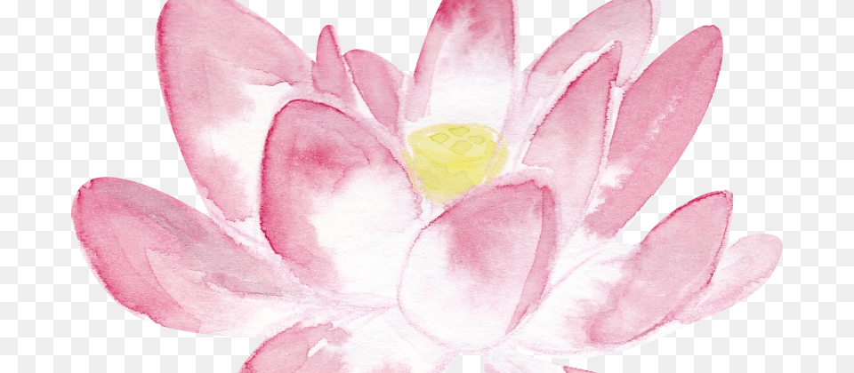 Sacred Lotus, Flower, Lily, Petal, Plant Free Png Download
