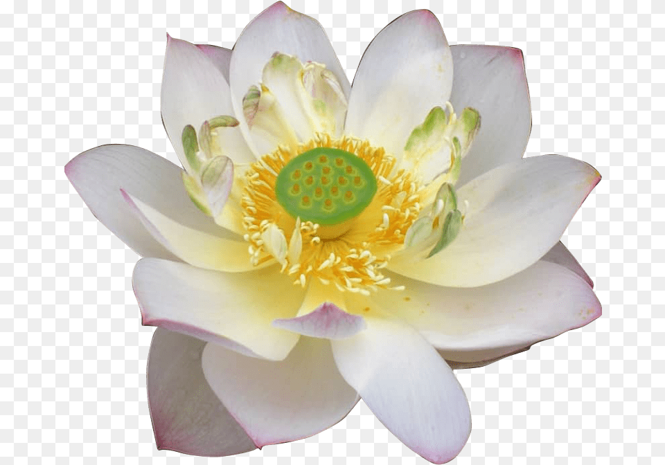 Sacred Lotus, Anther, Flower, Plant, Pollen Png