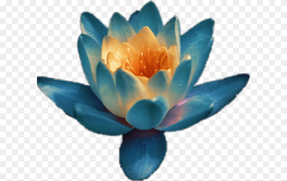 Sacred Lotus, Flower, Lily, Plant, Petal Free Png