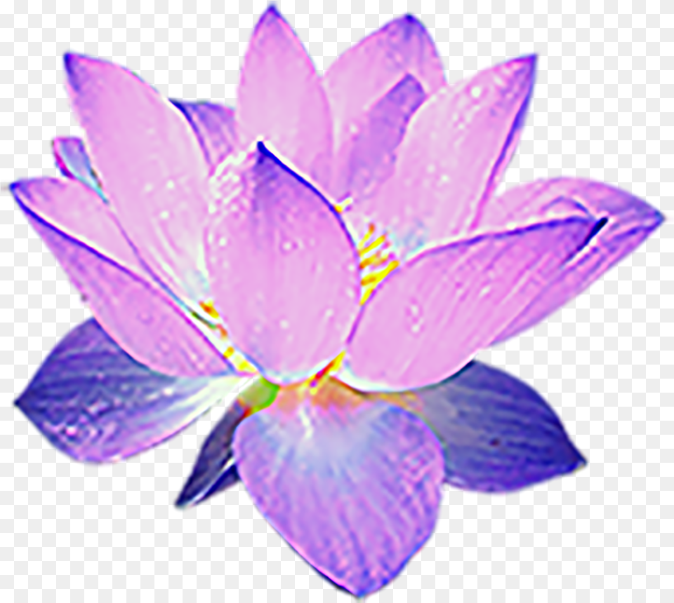 Sacred Lotus, Flower, Plant, Lily, Petal Free Png Download