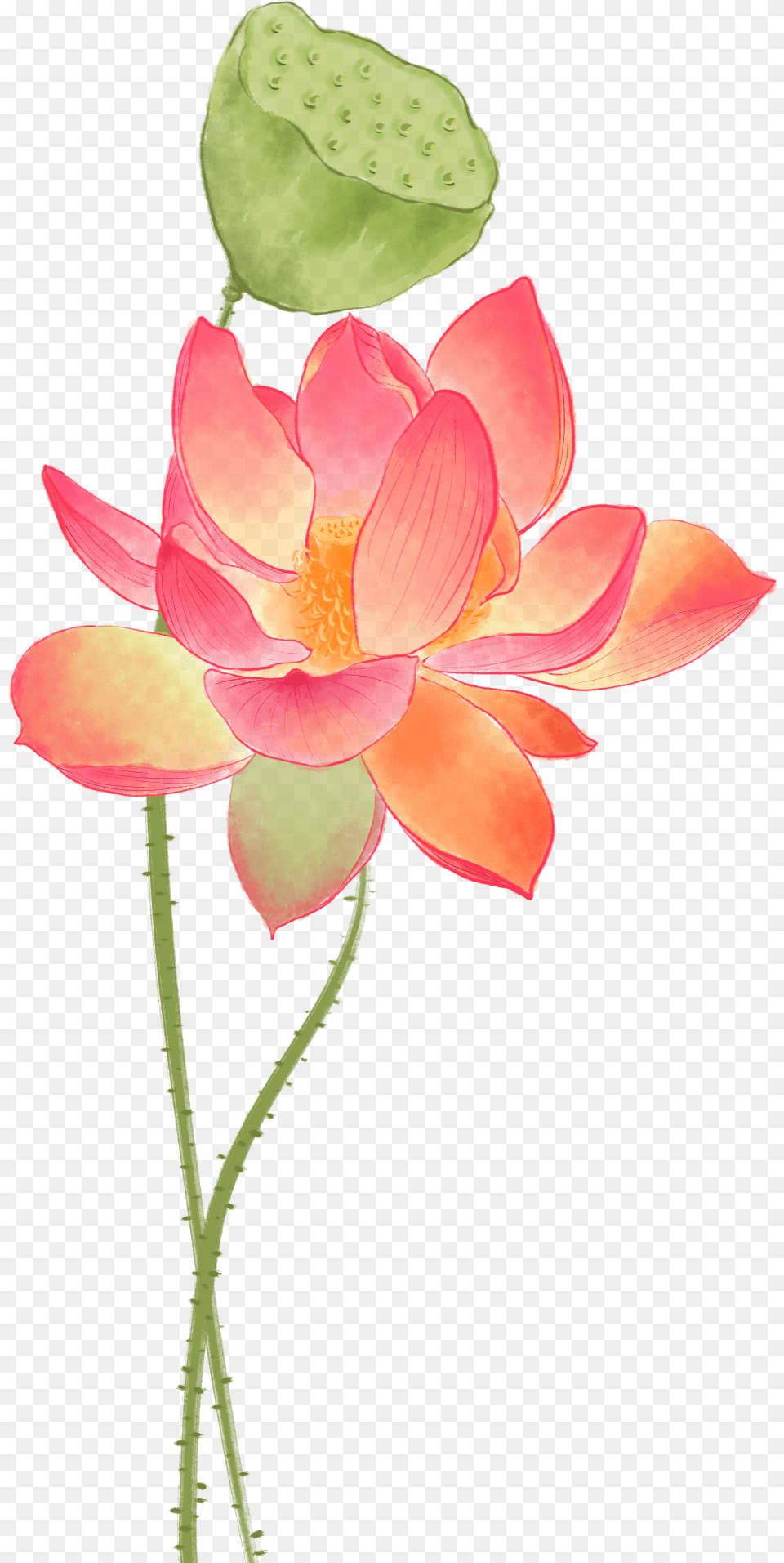 Sacred Lotus, Anther, Flower, Petal, Plant Free Png