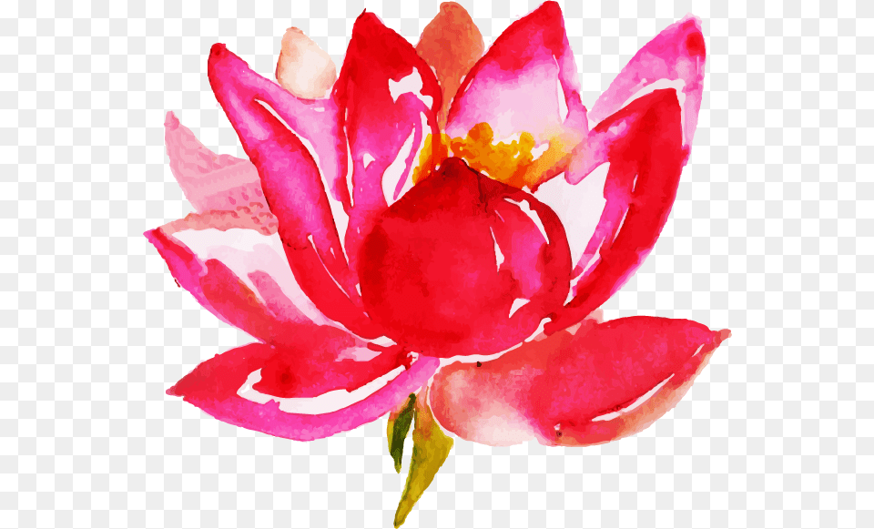 Sacred Lotus, Flower, Petal, Plant, Rose Png