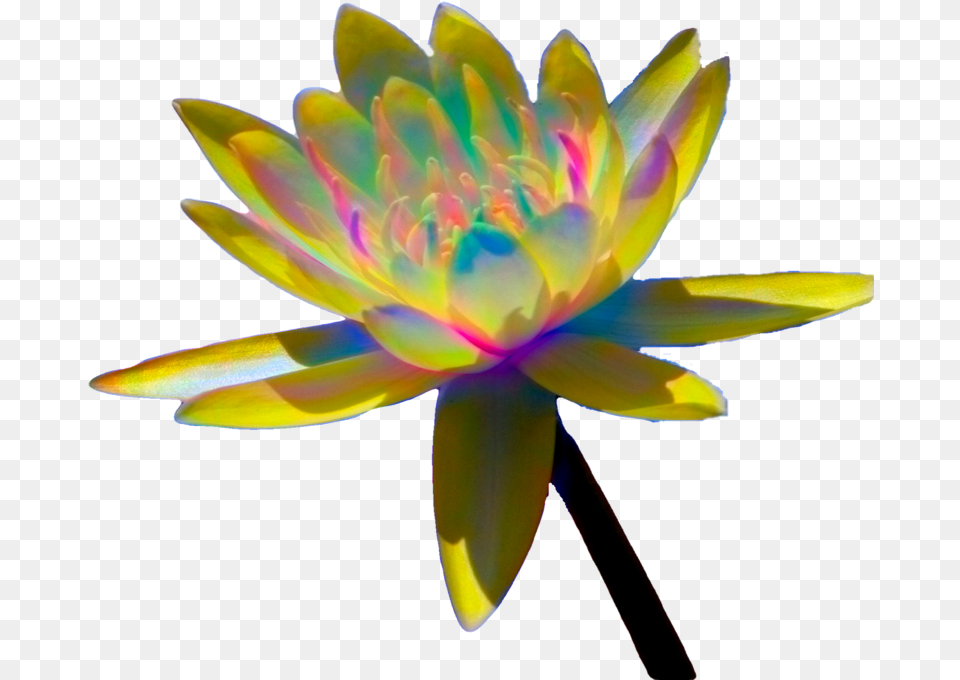 Sacred Lotus, Flower, Plant, Dahlia, Lily Png