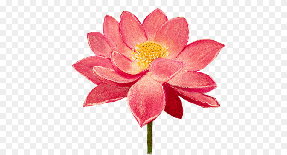 Sacred Lotus, Dahlia, Flower, Petal, Plant Free Png