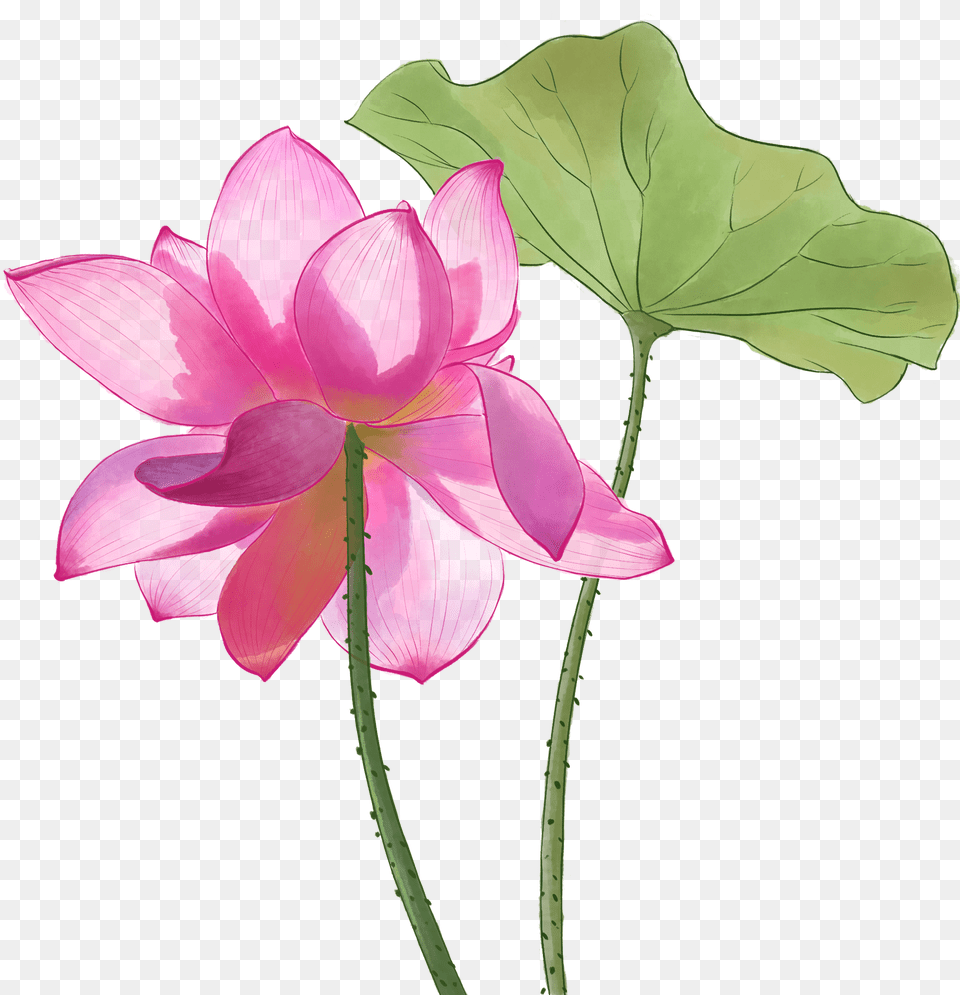 Sacred Lotus, Flower, Geranium, Petal, Plant Free Png Download