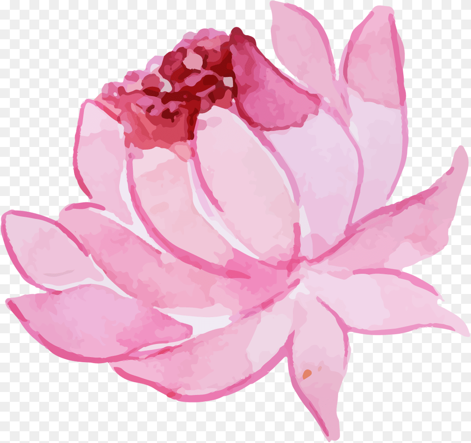 Sacred Lotus, Dahlia, Flower, Petal, Plant Free Png Download