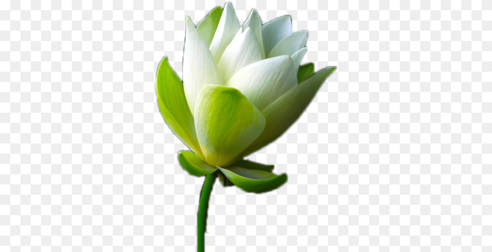 Sacred Lotus, Flower, Plant, Bud, Sprout Png