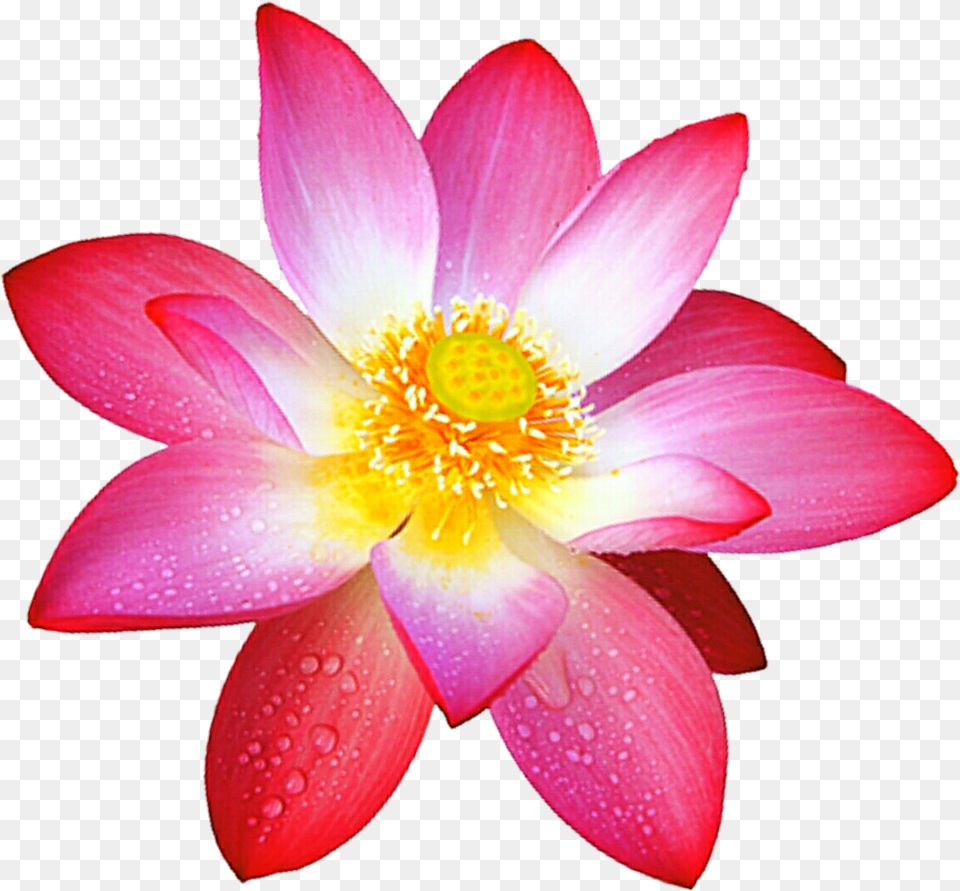 Sacred Lotus Flower Painting Lotus Flower, Dahlia, Petal, Plant, Anther Free Png