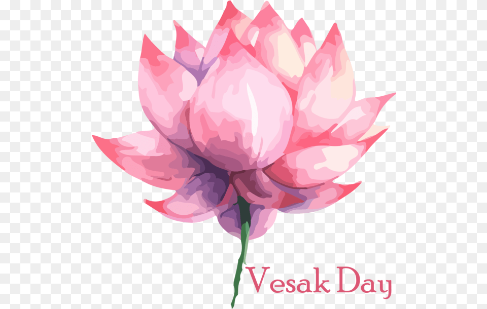 Sacred Lotus For Buddha Day Vesak Day, Dahlia, Flower, Petal, Plant Free Transparent Png