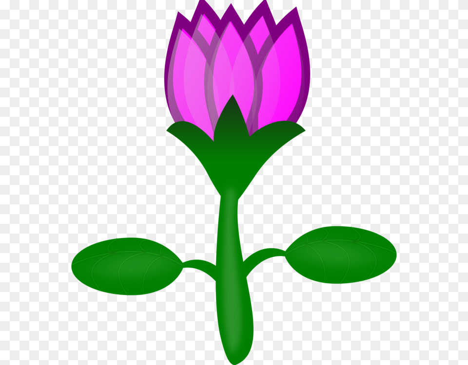Sacred Lotus Pink Flowers Drawing Cartoon Commercial Clipart, Flower, Green, Plant, Purple Png Image