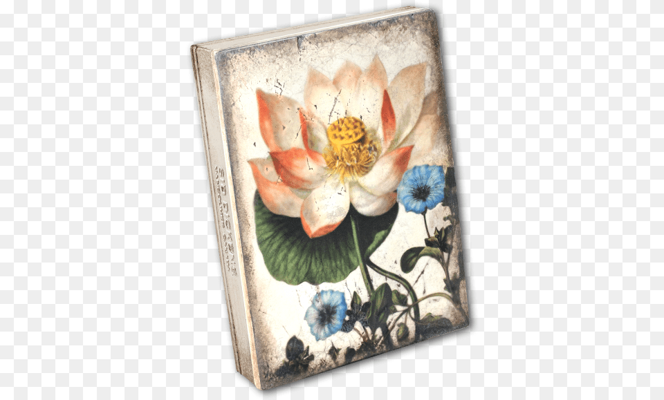 Sacred Lotus Protea, Plant, Art, Dahlia, Flower Free Png Download