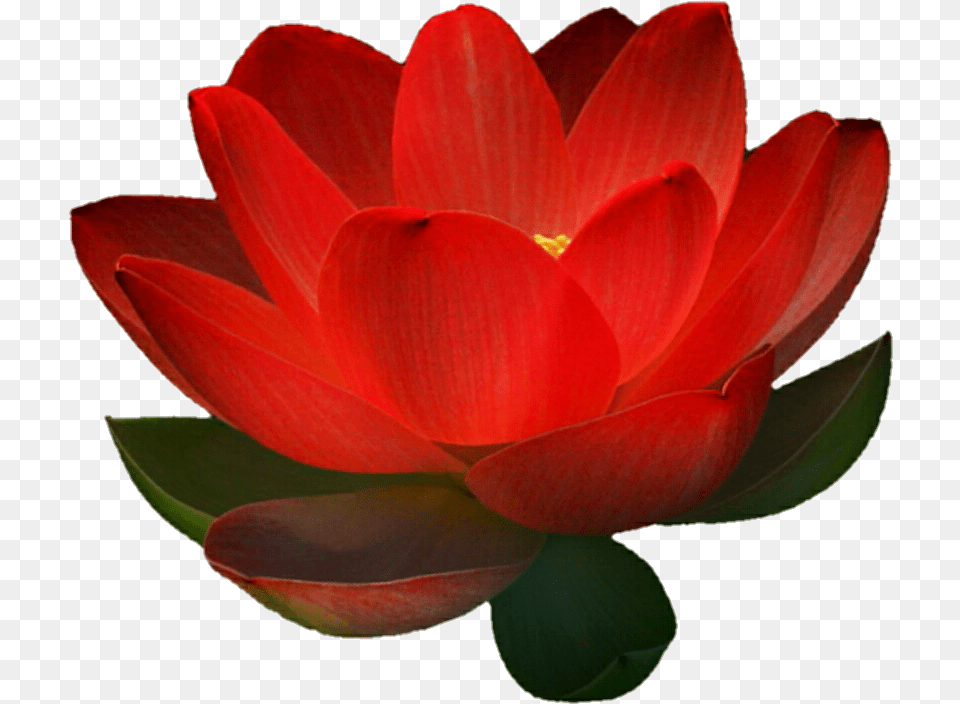Sacred Lotus Red Lotus Flower With White Background, Dahlia, Petal, Plant, Lily Free Png Download