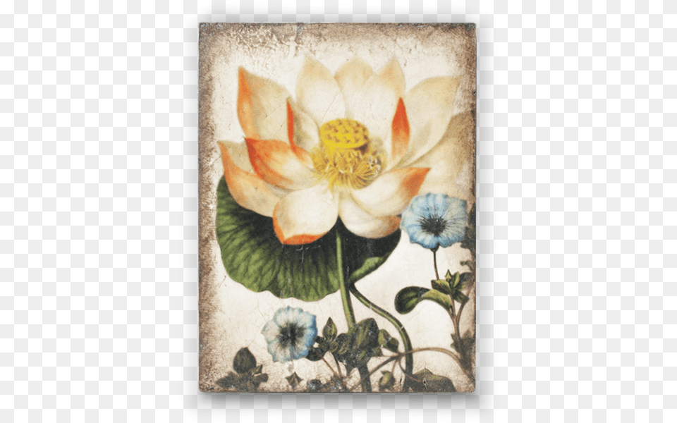 Sacred Lotus Sid Dickens Inc, Art, Painting, Graphics, Pattern Free Transparent Png
