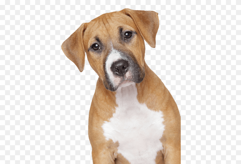 Sad Dog, Animal, Boxer, Bulldog, Canine Free Png Download
