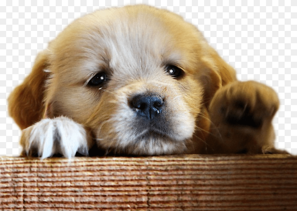Sad Dog Dont Leave Me Dog, Animal, Canine, Mammal, Pet Png Image