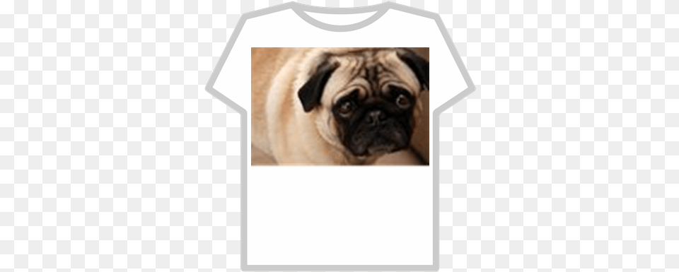 Sad Dog Roblox T Shirt Roblox Kawaii, Animal, Canine, Mammal, Pet Free Png