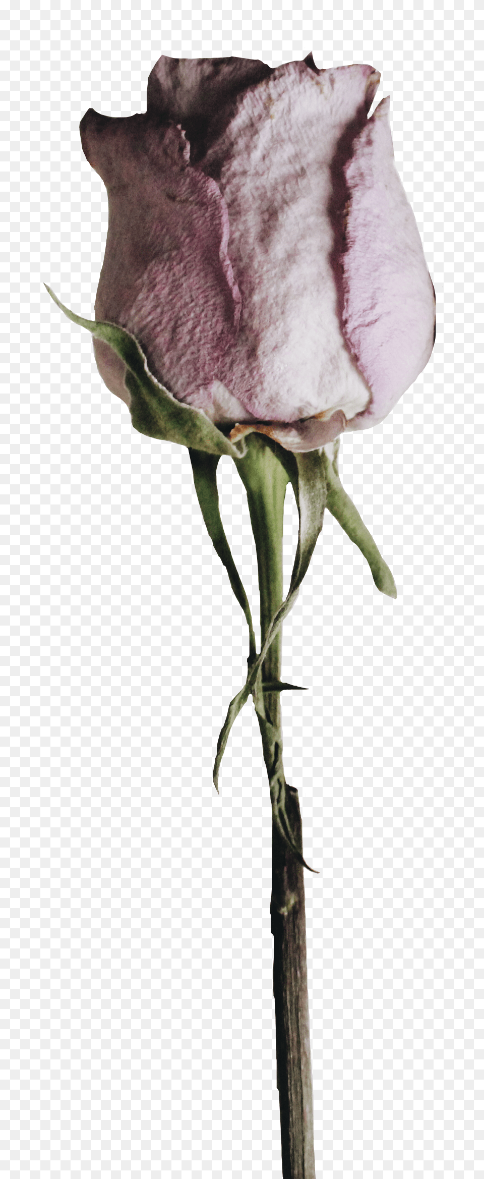 Sad Flower, Plant, Rose, Bud, Petal Free Transparent Png