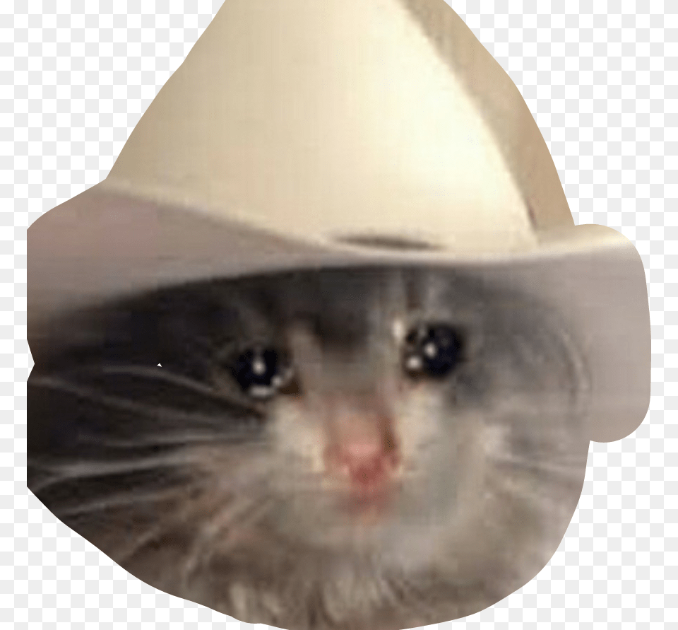 Sad Meme Yeehaw Cat Meme, Clothing, Hat, Sun Hat, Cowboy Hat Png