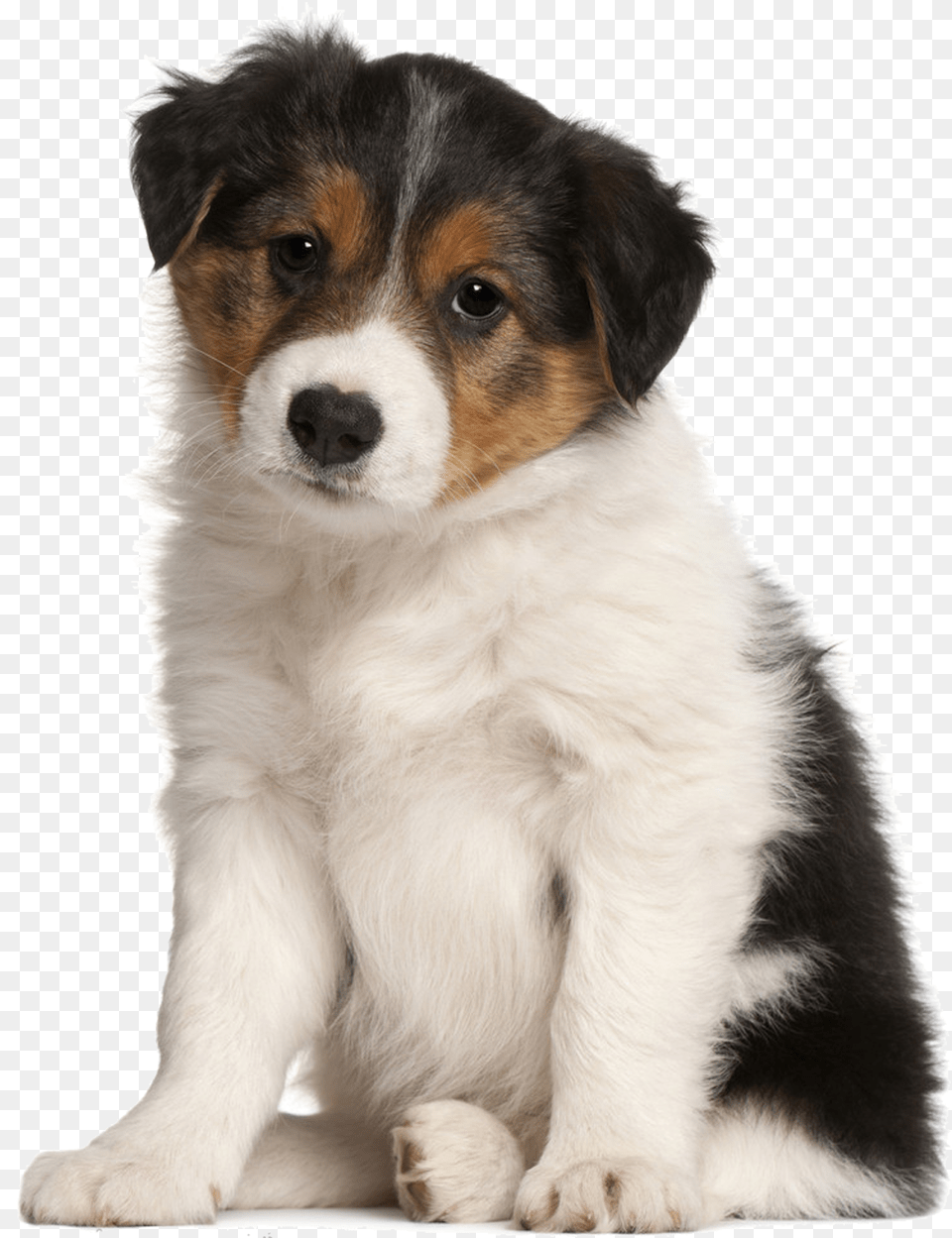 Sad Puppy Big Will My Puppy Get, Animal, Canine, Dog, Mammal Free Png Download