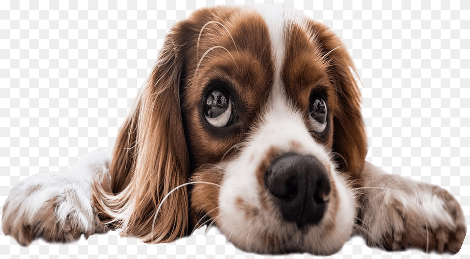 Sad Puppy Eyes Background Dog Image Background Puppy, Animal, Canine, Mammal, Pet Free Transparent Png