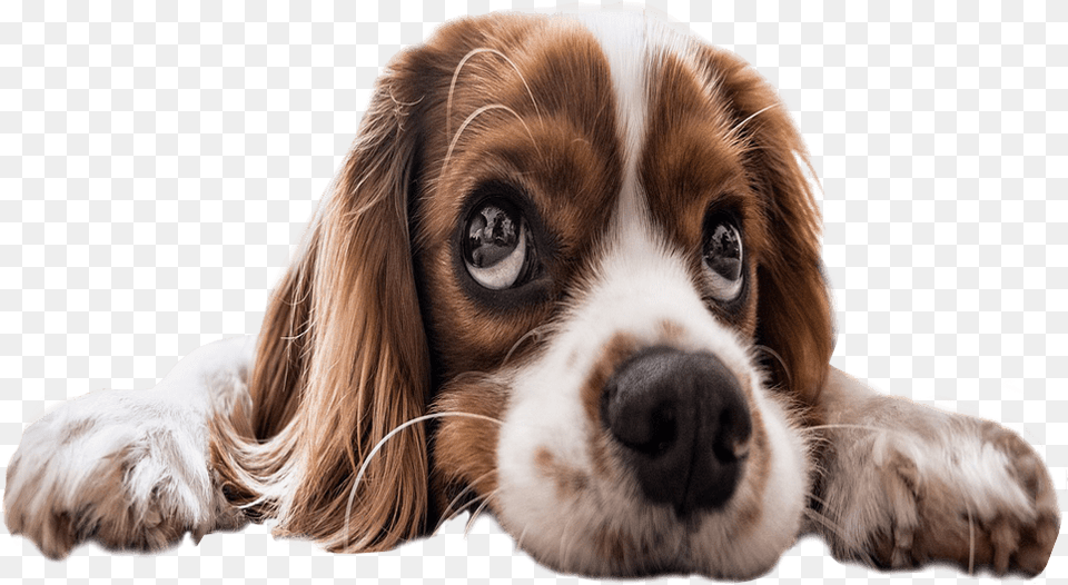 Sad Puppy Eyes Background Dog Image Sad Dogs, Animal, Canine, Mammal, Pet Free Transparent Png
